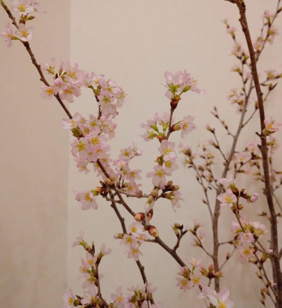 桜のディスプレイで春を感じる