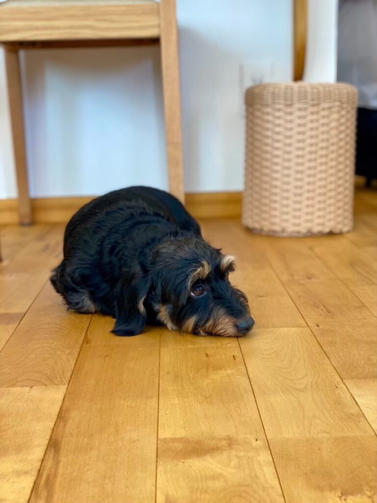 ペットと一緒に暮らすアイデアをご紹介！